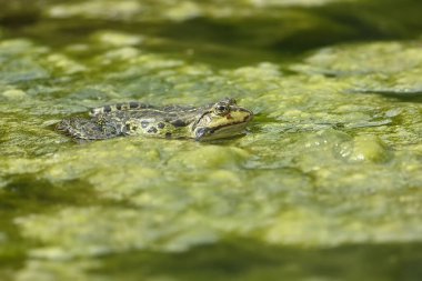 Kurbağa yaklaş, hayvan.