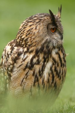 Avrasya kartalı-baykuş portresi, vahşi doğaya gündüz fotoğrafı. 
