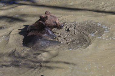Kahverengi ayı, Ursus arctos, hayvan 