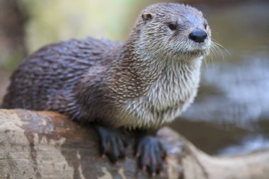 Avrasyalı su samuru, Lutra lutra portresi