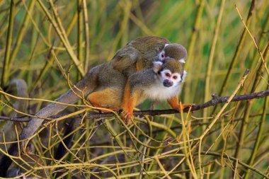 Vahşi doğada yaygın sincap maymunları 