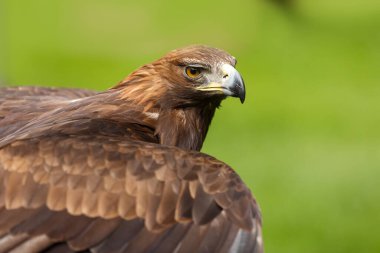 Golden eagle, closeup shot with blurred background
