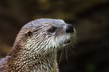 Avrasyalı su samuru, Lutra lutra portresi