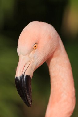 Amerikan flamingosu (Phoenicopterus ruber) yeni uyanmış bir piliç.
