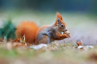 Red squirrel portrait, closeup shot 