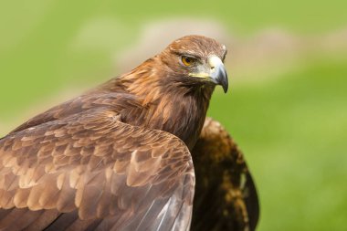 Altın kartal, yakın plan, bulanık arkaplan.