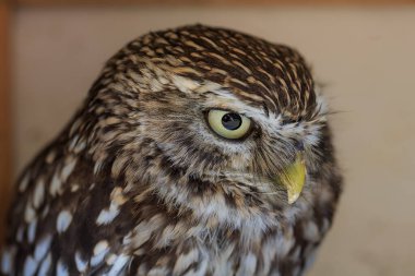 screech-owl yakın plan portresi