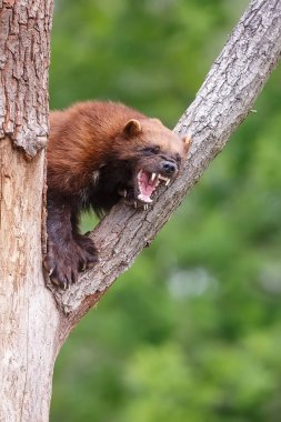 Vahşi doğada Wolverine portresi 