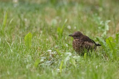 Yeşil bitkilerde ardıç kuşu (Turdus philomelos)
