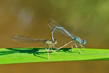 Bulanık arkaplanda yusufçuğa yakın çekim