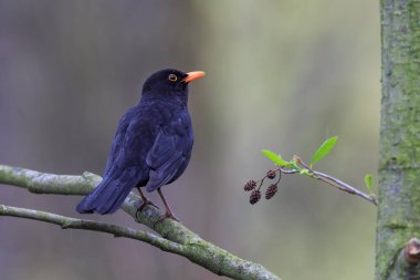 küçük kuş ağaçta oturuyor 