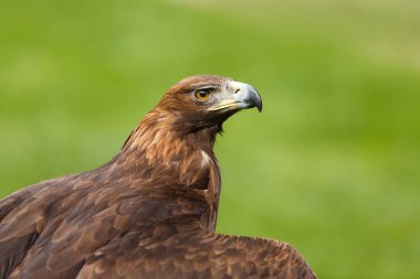 Altın kartal, yakın plan, bulanık arkaplan.