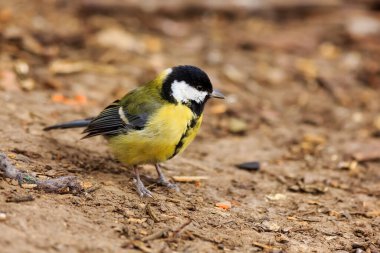 Great tit portrait at wild nature 