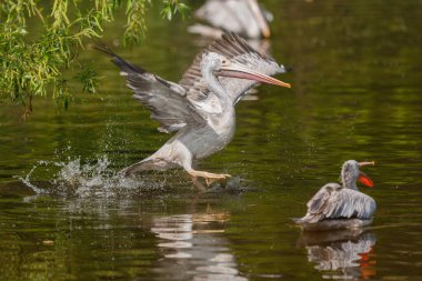 hayvanat bahçesinde beyaz pelikan