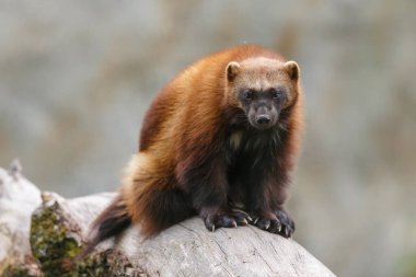 Vahşi doğada Wolverine portresi 