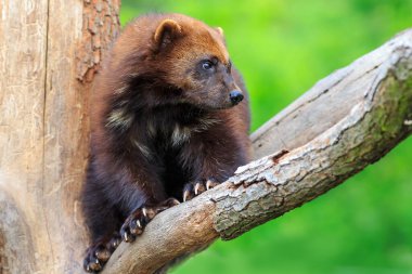 Vahşi doğada Wolverine portresi 