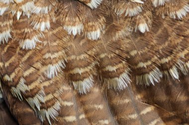 brown feathers texture, close up