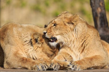 İki dişi aslan birbirine yakındır.