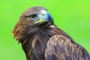 Altın kartal, yakın plan, bulanık arkaplan.