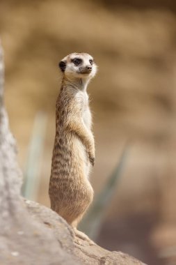 Hayvanat bahçesinde doğal bir geçmişi olan mirket