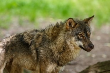 Avrasya kurdu, Canis lupus, sonbahar ormanlarında yürür.
