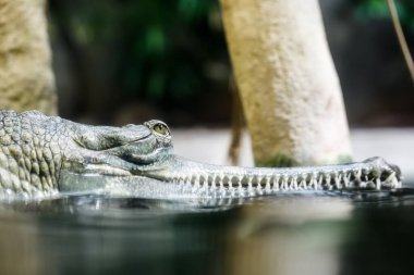 Vahşi doğada Hint Ganj timsahı portresi 