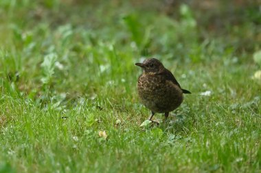Vahşi doğada kuş portresi