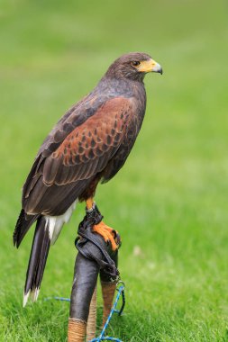 close-up of a bird, eagle 