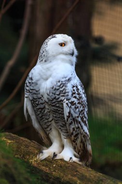 Fauna, karlı baykuş, yaklaşın.
