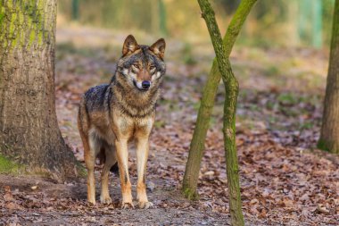 Avrasya kurdu, Canis lupus, sonbahar ormanlarında yürür.