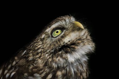 Kuş, hayvan, baykuş, yaklaşın.