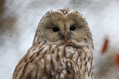 Kuş, hayvan, baykuş, yaklaşın.