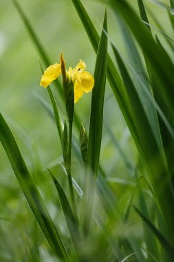 Bulanık arkaplanda çiçeğin kapanışı 
