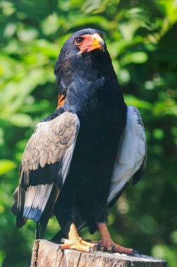 Bir Bateleur Kartalı portresi.