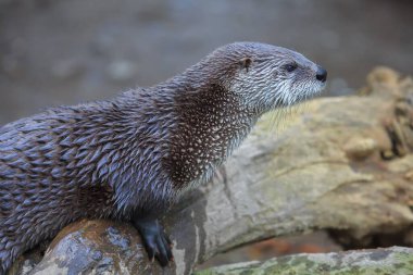 Avrasyalı su samuru, Lutra lutra portresi