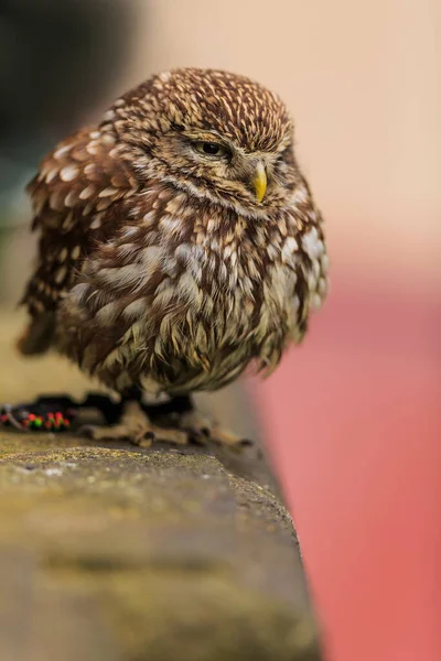 Ptak Fauna Sowa Zbliżenie — Zdjęcie stockowe