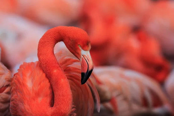 American Flamingo Phoenicopterus Ruber Just Awakened Chick — стокове фото