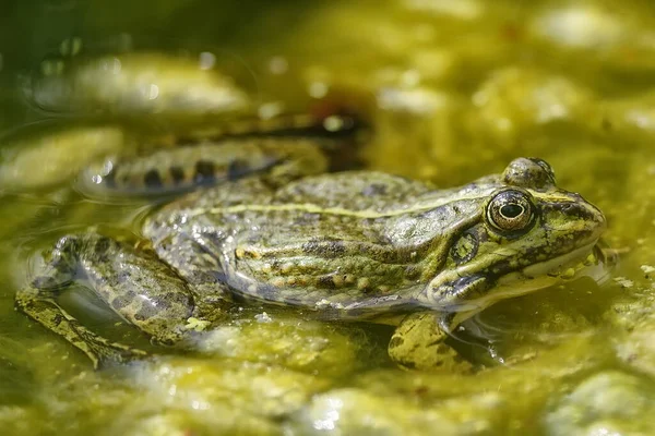 Frosch Aus Nächster Nähe Tier — Stockfoto