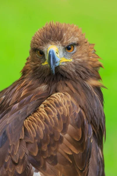 Bedraggled Female Golden Eagle — Φωτογραφία Αρχείου