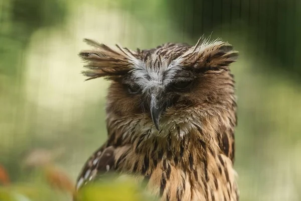 Eurasia Águila Búho Retrato Disparo Diurno Naturaleza Salvaje — Foto de Stock