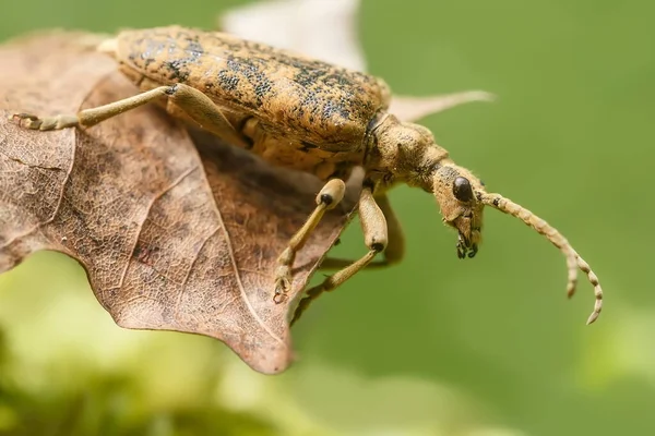 Yeşil yapraklı böcek. makro fotoğrafçılık