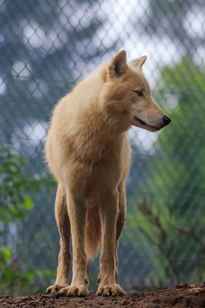 Arctic Wolf Canis Lupus Arctos Portrait — Fotografia de Stock