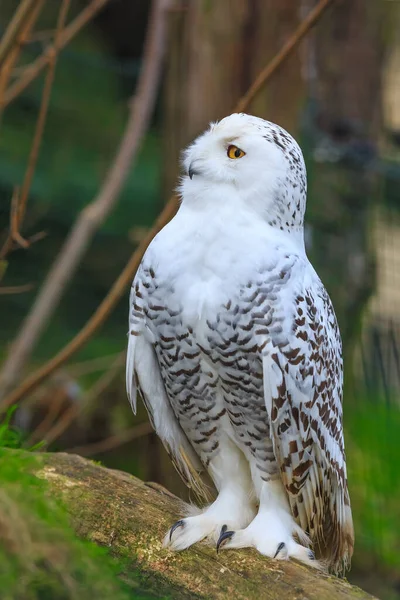 Fauna Snowy Owl Close — Stok fotoğraf