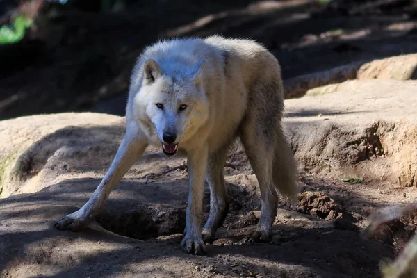 หมาป าอาร Canis Lupus Arctos ภาพวาด — ภาพถ่ายสต็อก