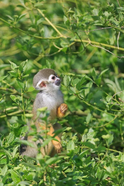 Common Squirrel Monkey Wild Nature — Stockfoto