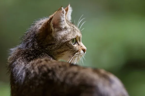 Cute Gray Haired Cat — Stock Photo, Image