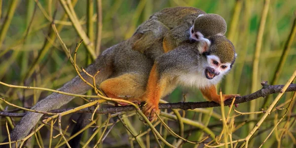 Monos Ardilla Comunes Naturaleza Salvaje — Foto de Stock