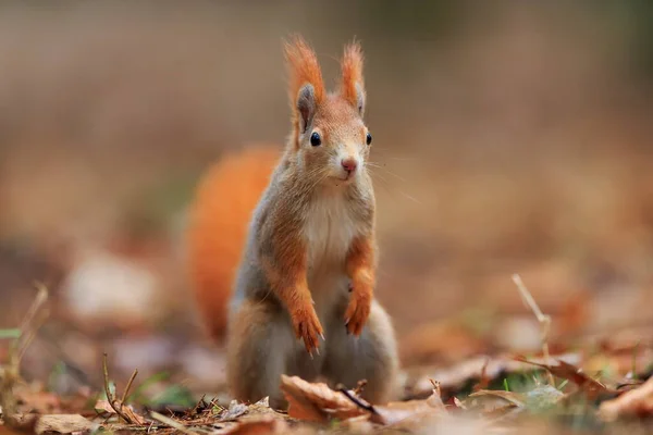 Red Squirrel Portrait Closeup Shot — Zdjęcie stockowe