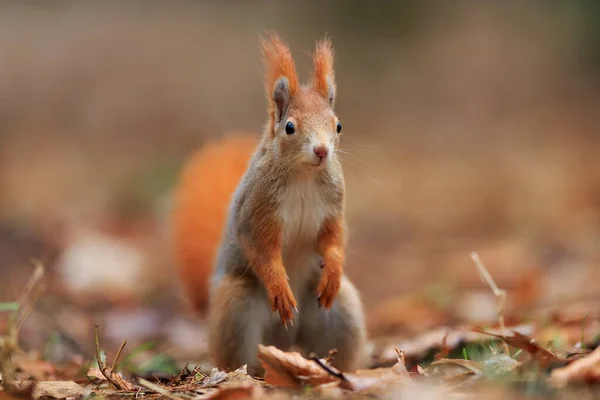 Red Squirrel Portrait Closeup Shot — ストック写真