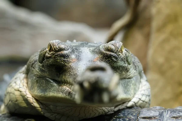 Retrato Gharial Indiano Natureza Selvagem — Fotografia de Stock